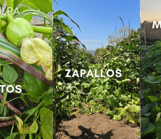 La Milpa y los policultivos: La sabiduría ancestral que potencia los cultivos en un contexto de cambio climático