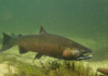 Dra. Sara M. Rodríguez presenta investigación sobre salmón Chinook en congreso internacional de especies invasoras en Bélgica