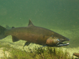 Dra. Sara M. Rodríguez presenta investigación sobre salmón Chinook en congreso internacional de especies invasoras en Bélgica