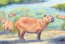 Un capibara de hace casi 9 millones de años revela que el desierto de Atacama fue mucho más húmedo