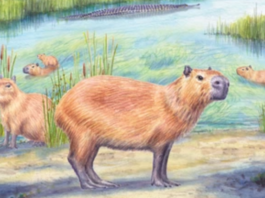 Un capibara de hace casi 9 millones de años revela que el desierto de Atacama fue mucho más húmedo