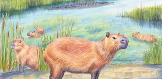 Un capibara de hace casi 9 millones de años revela que el desierto de Atacama fue mucho más húmedo