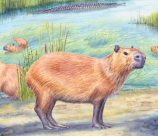Un capibara de hace casi 9 millones de años revela que el desierto de Atacama fue mucho más húmedo