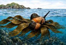Estudio de la Universidad de Chile revela cómo caracoles habrían llegado a la Antártica sobre macroalgas Representación de un caracol viajando sobre macroalgas flotantes, que habrían funcionado como balsas naturales a través del océano Austral