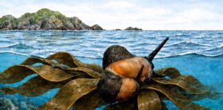 Representación de un caracol viajando sobre macroalgas flotantes, que habrían funcionado como balsas naturales a través del océano Austral