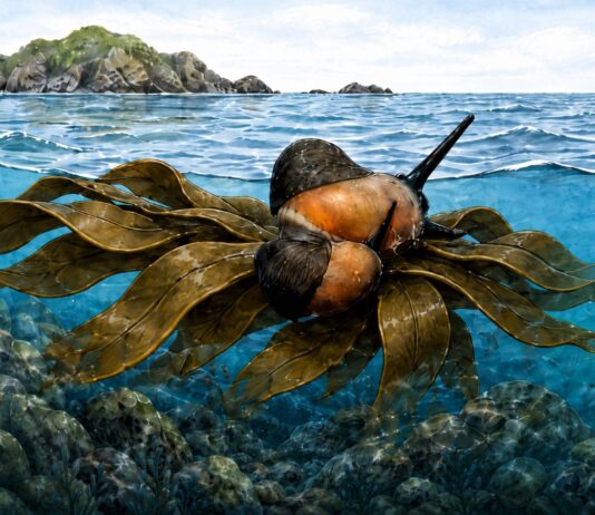 Estudio de la Universidad de Chile revela cómo caracoles habrían llegado a la Antártica sobre macroalgas Representación de un caracol viajando sobre macroalgas flotantes, que habrían funcionado como balsas naturales a través del océano Austral