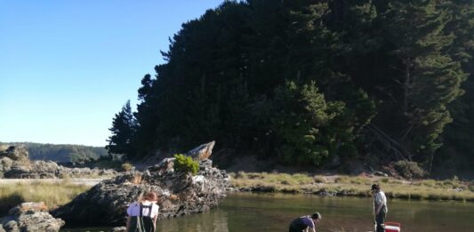 Estudio revela efectos sinérgicos y antagónicos de los incendios forestales y las plantaciones de eucalipto en ecosistemas de agua dulce