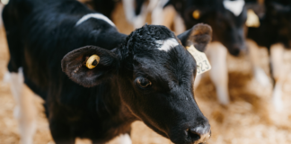 ULagos investigará el potencial de las papas nativas para desarrollar un probiótico destinado a terneros
