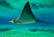 Nueva base de datos reúne más de 30 mil registros fósiles de tiburones y rayas de todo el mundo