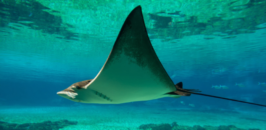 Nueva base de datos reúne más de 30 mil registros fósiles de tiburones y rayas de todo el mundo