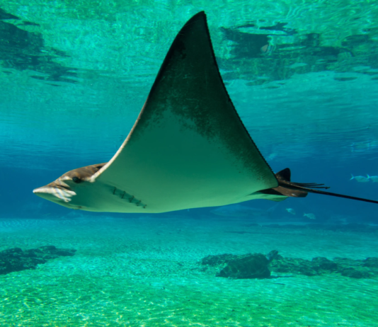 Nueva base de datos reúne más de 30 mil registros fósiles de tiburones y rayas de todo el mundo