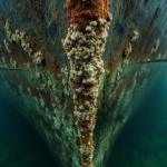 Estudio revela que el ruido de las embarcaciones podría favorecer el asentamiento de especies marinas invasoras